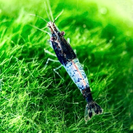 Neocaridina sp. carbon rili shrimp